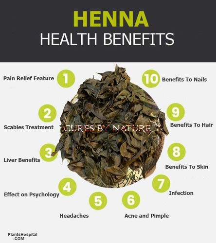 Organic Pure Dried henna leaves Tibbe Nabawi Medicine RUQYA/MENHDI - Picture 2 of 5