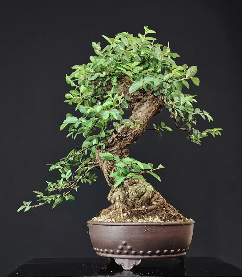 BONSAI Olmo Giapponese, 25 Anni. Japanese Elm, Ulmus Parvifolia, Japanulme - Immagine 3 di 4