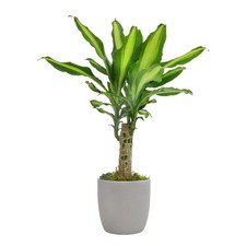 Sunrise Corn Plant Dracaena Live Indoor Houseplant Office Desk Decor