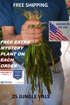 25 Jungle val plants live aquarium plants aquascaping planted tank easy  