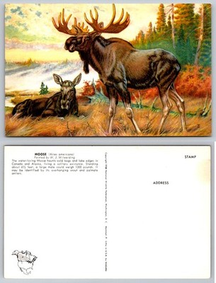 1938 Moose & Calf Postcard National Wildlife Federation W. J. Wilwerding Art