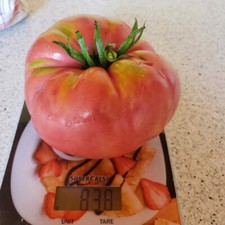 40 graines de tomate SKORPION - culture type Bio