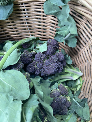 Stängelkohl Sprossenbrokkoli Cima di Rapa Rübenspross Gemüse zarte lila Röschen