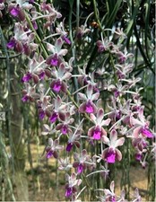 Rare SeidenandaTeddy Bear orchid plant, not in bloom