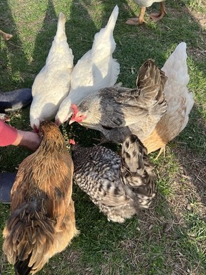 6+ Fertile Hatching Chicken Eggs - Barnyard Mix Wide Variety of Breeds Some Rare