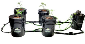 Versatile RDWC Hydroponic System for Compact Grow Nepal | Ubuy