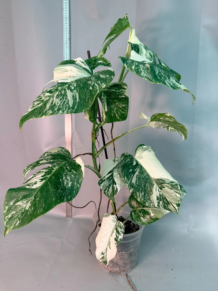 sansevieria gre Bogenhanf 'Laurentii' XXL-Gre kaufen