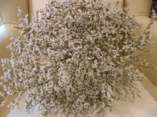 Homegrown Dried German Statice Flower White Crafts Wreaths Wedding Bouquets