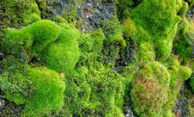 PREMIUM Mix Fresh Moss   FULL GAL. BAG Terrarium Moss Buy 1 Get 1 Free 