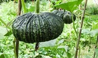 Thai Snake Pumpkin,10 seed, CUCURBITA,Sweet Heirloom Vegetable,fuk torng,non gmo