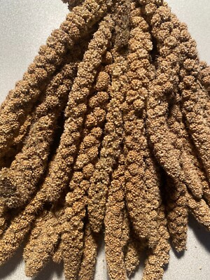 Kolbenhirse gelb 5 Kg Sittichfutter Ziervogelfutter Singvogelfutter