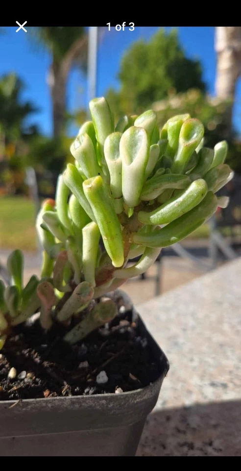 Crassula jade Reverse Indonesian Variegated Ovata  - Image 3 of 4