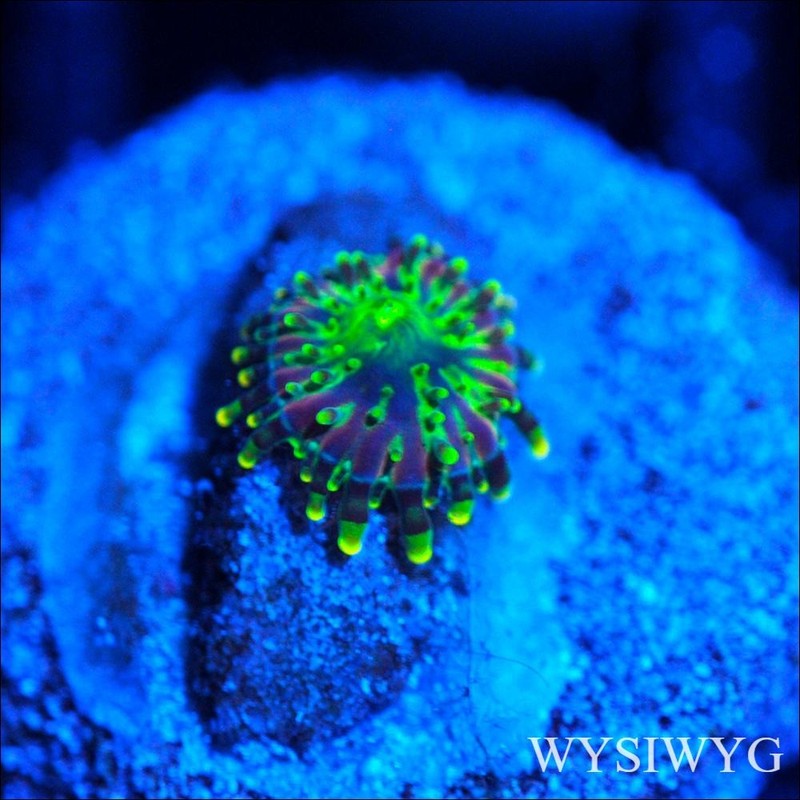 Corals of Eden ~ WYSIWYG Coral ~ Toxic Bubble Bounce Mushroom Coral frag