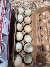 Ermine Ameraucana Hatching Eggs Rainbow Color, 12 Pack