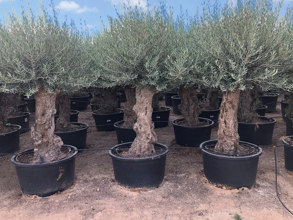 thuja smaragd 160 - 180 cm Lebensbaum Thuja occidentalis Smaragd 160-180 cm Hhe Ballenware