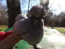 12 Fertile Silkie Chicken Eggs, Mixed Colors.Hatching Eggs