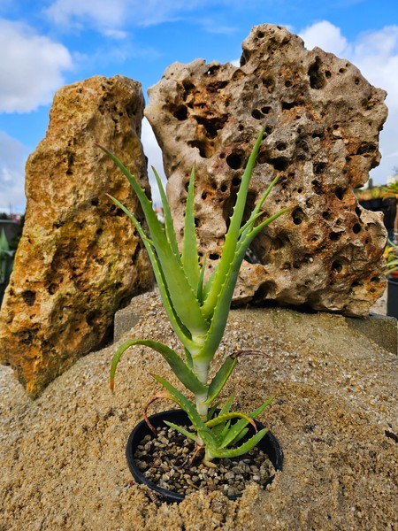 Aloe Pluridens 30cm