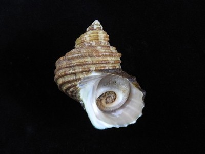 Muschel Turbo Cornutus 70,7mm ID#9820