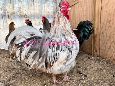 12  Olive Egger F1-F2 Hatching Eggs  