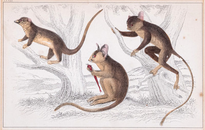 Buschbaby Galago Original Lithographie handkoloriert Fullarton 1870