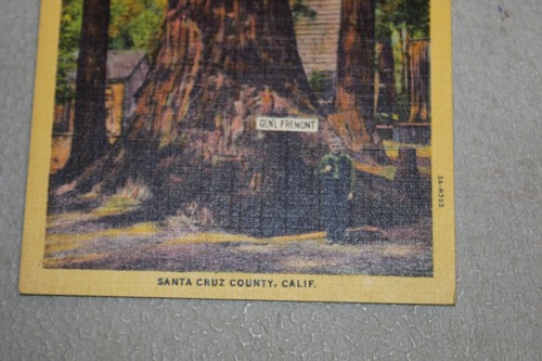 Vtg Postcard General Fremont Big Trees Park Santa Cruz County CA Stanley Piltz - Picture 3 of 6