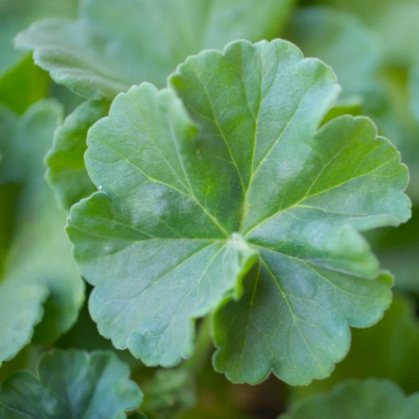 100+ семян герани — вихрь мандарина — ароматные — свежие семена цветов без ГМО - Изображение 4 из 4