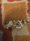 Skull Whitetail Doe OOAK Hand Painted — photo 3