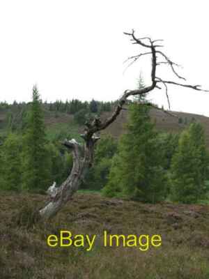 Foto 6x4 Toter Baum Netherbändchen inmitten offenem Lärchenwald um 2007
