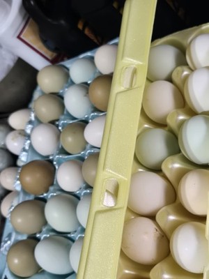 Rainbow SURPRISE Fertile Hatching Eggs From Healthy Flock, NOT Backyard Mix