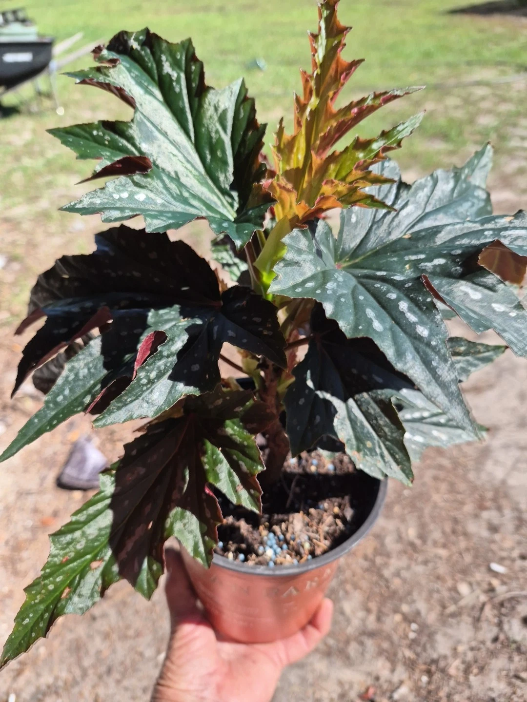 Begonia Sophia
Opens in a new window or tab