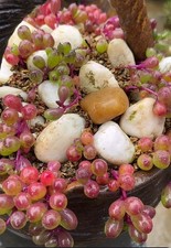 Othonna Capensis Ruby Necklace Trailing Succulent  3 x 3in Unrooted Cuttings UK