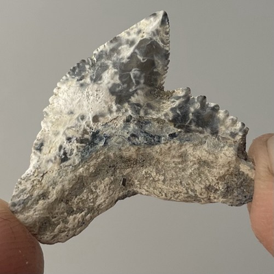 #ad #ad Tiger Shark Tooth Fossil RARE Lightning Patterns Florida 1.05” Shark Teeth $31.99