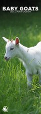 Baby Goats Slim Wall Calendars 2026