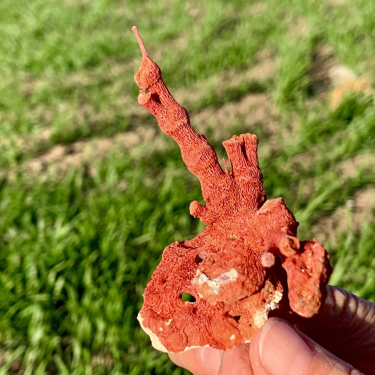 14GNatural orange red Coral Reef Cluster Marine Mineral Crystal
