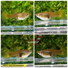 X2 FEMALE    - Live Aquarium Guppy Fish High Quality - Gold Lace