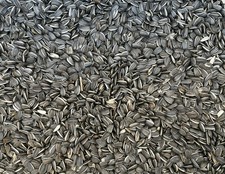 Medium Black Striped Sunflower Seeds for Parrots  Birds   2 lb   Unsalted