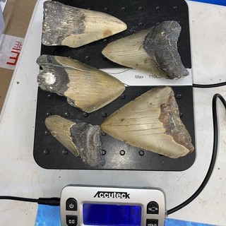 MEGALODON SHARK TEETH 1 POUND FRAGS TEETH MEG SCUBA DIVER DIRECT FOSSIL NC 2540