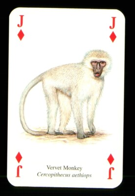 1 x Spielkarte Tier Vervet Monkey Jack of Diamonds ZU 20