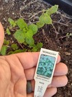 Moroccan Mint Cutting - Unrooted - Free Shipping!