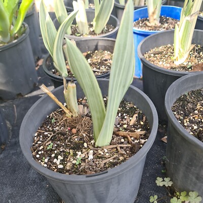 Sansevieria Siam Silver Metalica snake plant variegated house plant | eBay  Australia