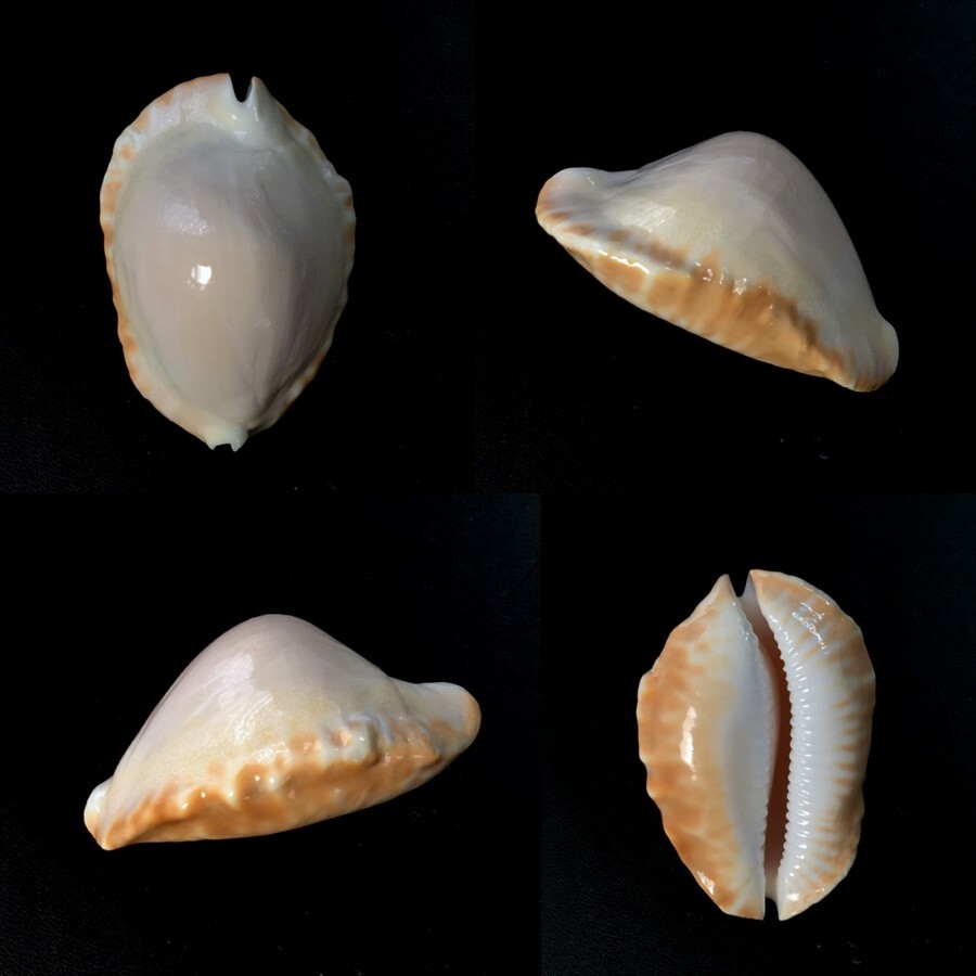 Cypraea, Zoila ketyana f. hypermarginata, Carnarvor Area, W