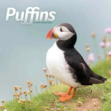 Puffins 2025 Calendar Wall Calendar 12x12