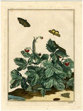 Rare-Antique Print-WILLOWHERB-HAWKMOTH-PROSERPINUS-STRAWBERRY-l'Admiral-1774