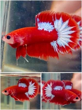 Male Betta Live Fish - Koi Red Fancy HMPK - 6 - High Quality A++