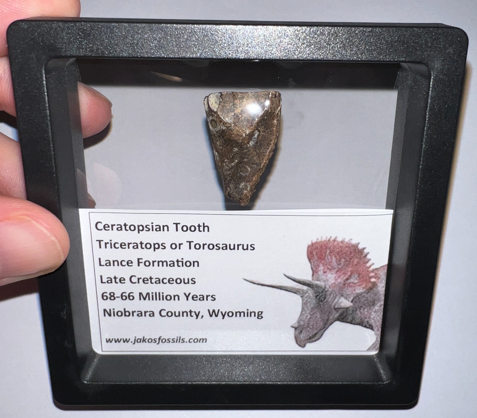 FRAMED HUGE TRICERATOPS or TOROSAURUS Fossil Dinosaur Tooth 1.05 Inches!