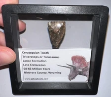 FRAMED HUGE TRICERATOPS or TOROSAURUS Fossil Dinosaur Tooth 1.05 Inches!