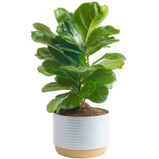 Costa Farms Little Fiddle Leaf Fig, Live Indoor Ficus Lyrata Plant in Indoors...