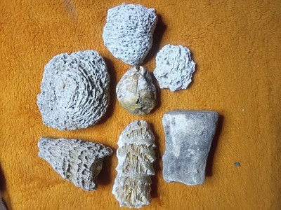 Fossils found Iowa Rivers 1 Pd. Lots