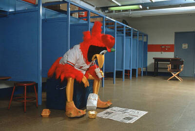 St Louis Cardinals Fred Bird mascot reading newspaper in clubhouse- Old Photo