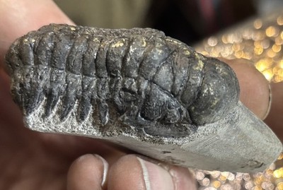 Colorful Crotalocephalus trilobite fossil Devonian Top quality 